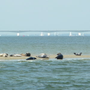 Flexi Sailing Zeeland Zeilen