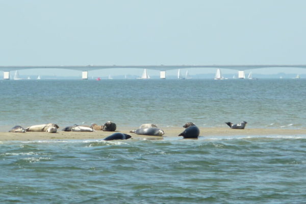 Flexi Sailing Zeeland Zeilen