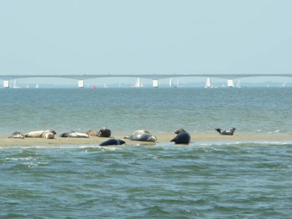 Flexi Sailing Zeeland Zeilen