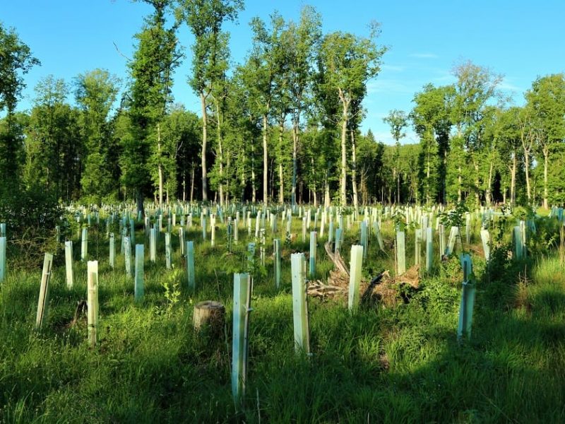 Waldlandschaft Jägerstand Holzlager